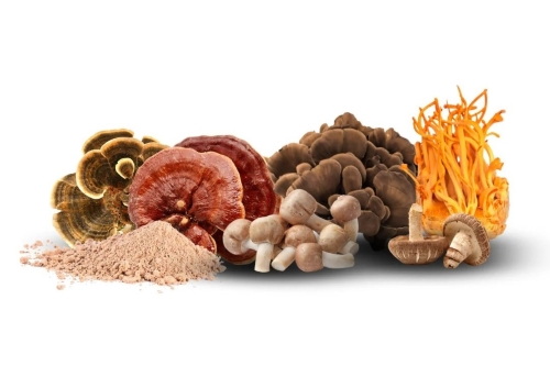 Top Mushroom Extracts Manufacturers and Suppliers in Toronto