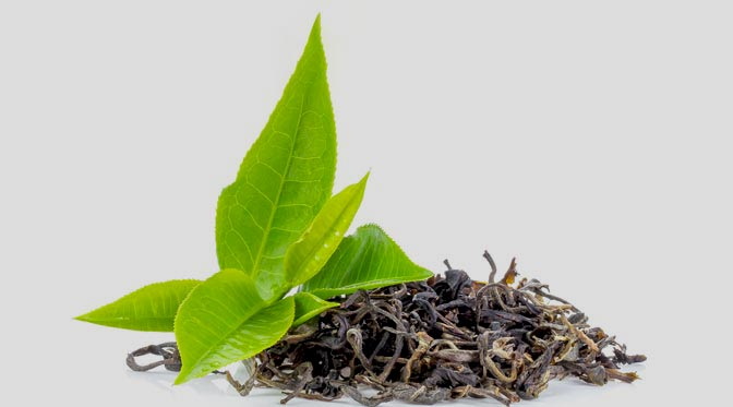 Top Green Tea Extracts Manufacturers in German