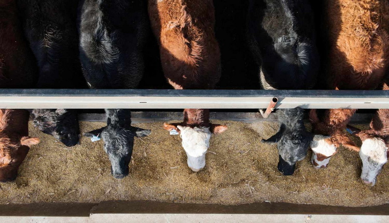 Top Natural Feed Additives Manufacturers In Portugal