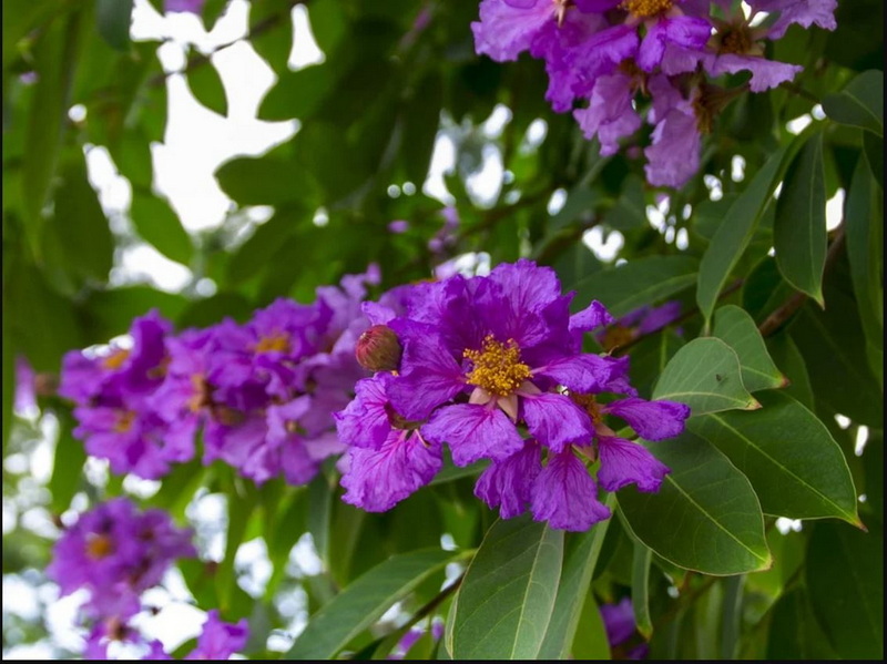 Is China Banaba Leaf Extract Safe and Effective Is China Banaba Leaf Extract Safe and Effective