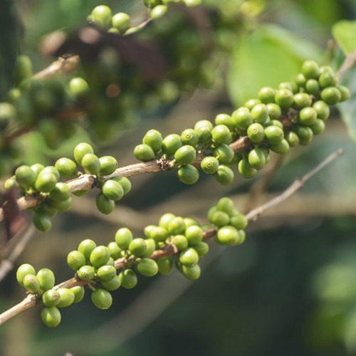 Green Coffee Bean Chlorogenic Acid image