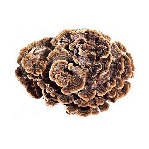 Coriolus Versicolor Extract Polysaccharides image