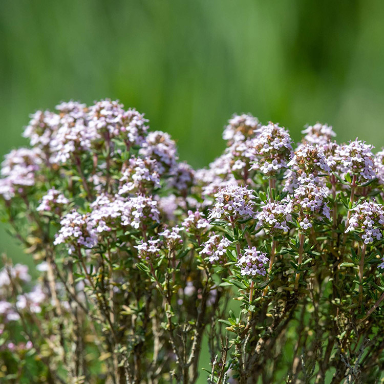 Valerian Extract image