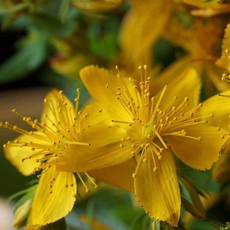 St. John’s Wort Extract image