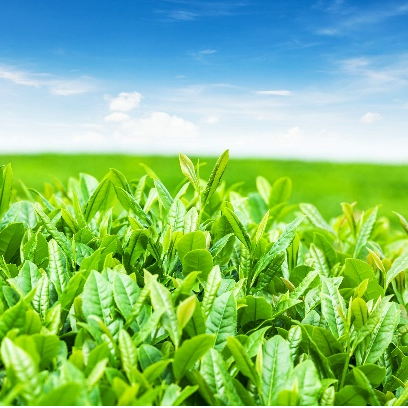 Green Tea Catechins EGCg image