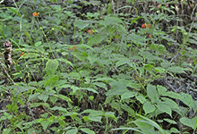 Ginseng Extract Ginseng Extract