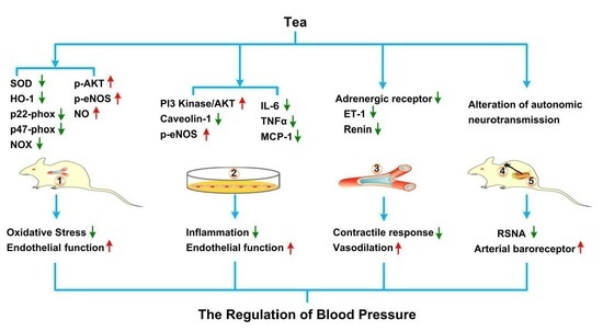 Green Tea Extract Raise Your Blood Pressure_3_1