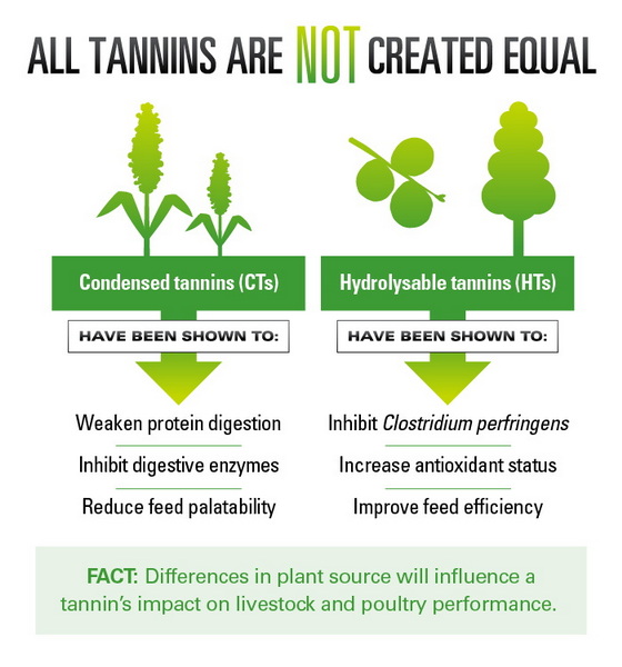 Green Tea Extracted Has Tannin_2 Green Tea Extracted Has Tannin_2