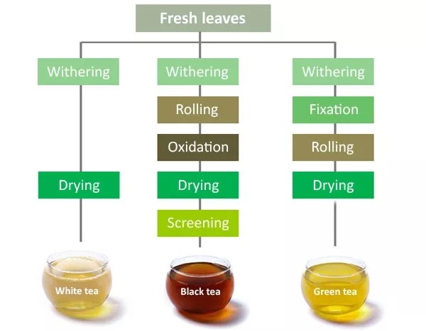 How Do I Make Green Tea Extract_1 How Do I Make Green Tea Extract_1