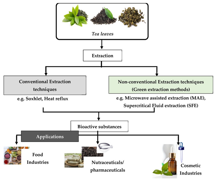 How Do They Make Green Tea Extract_1