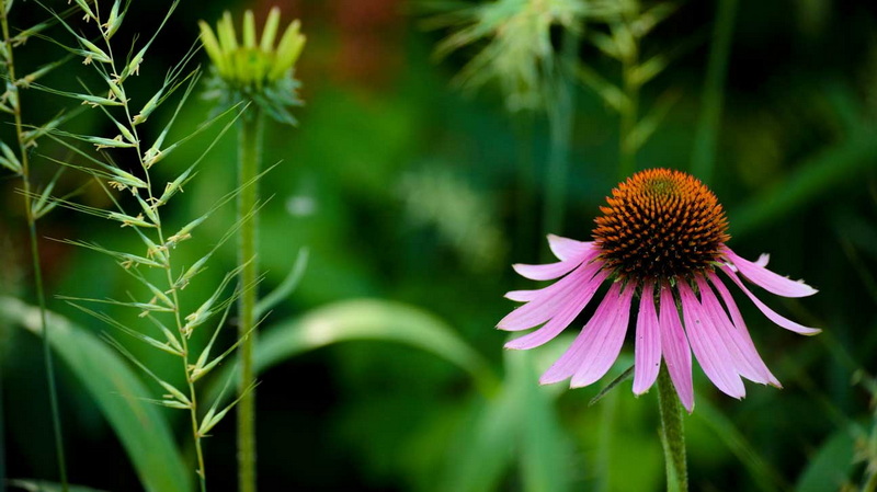 Mix Green Tea Extract And Echinacea Together_2 Mix Green Tea Extract And Echinacea Together_2