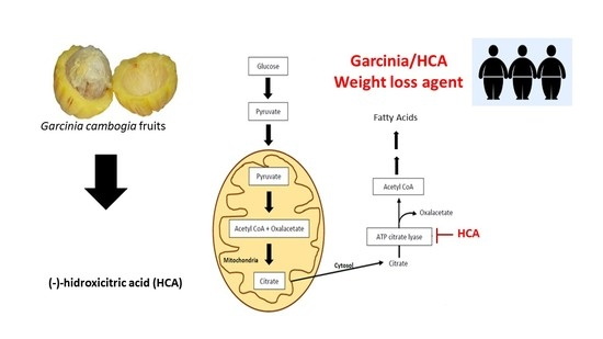 Does Garcinia Cambogia Work Well with Green Tea Extract Really Does Garcinia Cambogia Work Well with Green Tea Extract Really