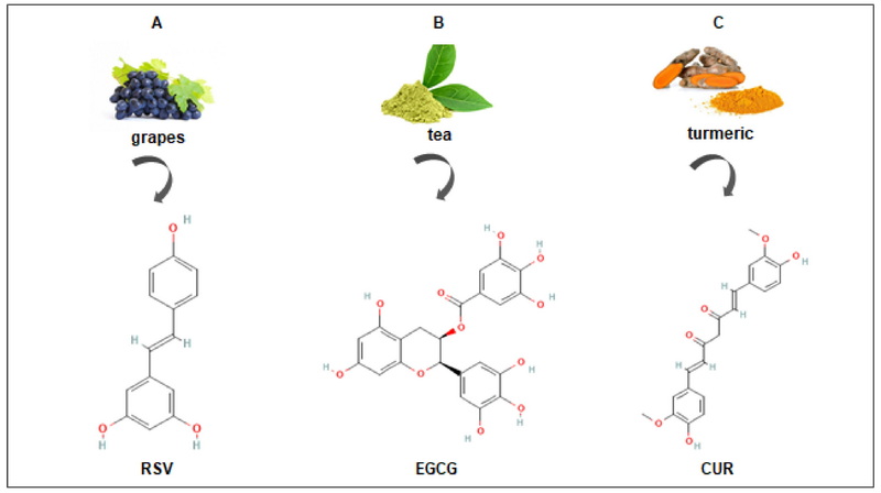 Does Green Tea Extract Kill Cancerous Monocytes_2