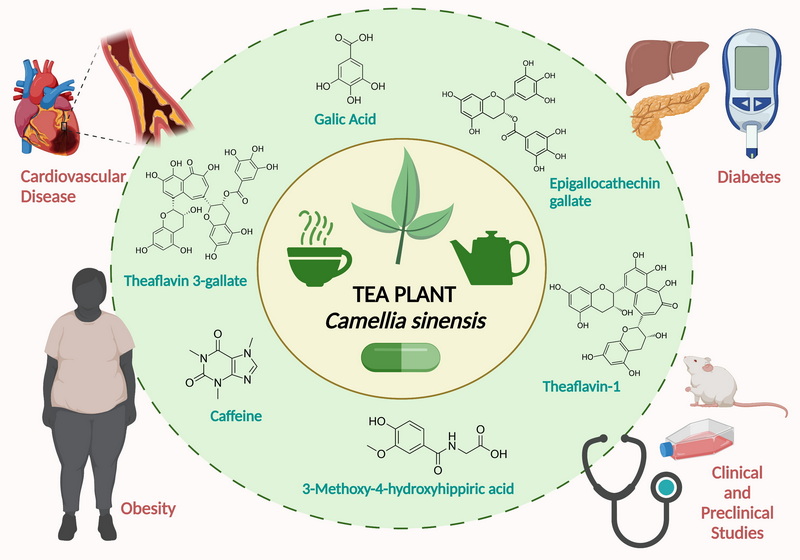 Does Green Tea Extract Make You Pee A Lot_1 Does Green Tea Extract Make You Pee A Lot_1