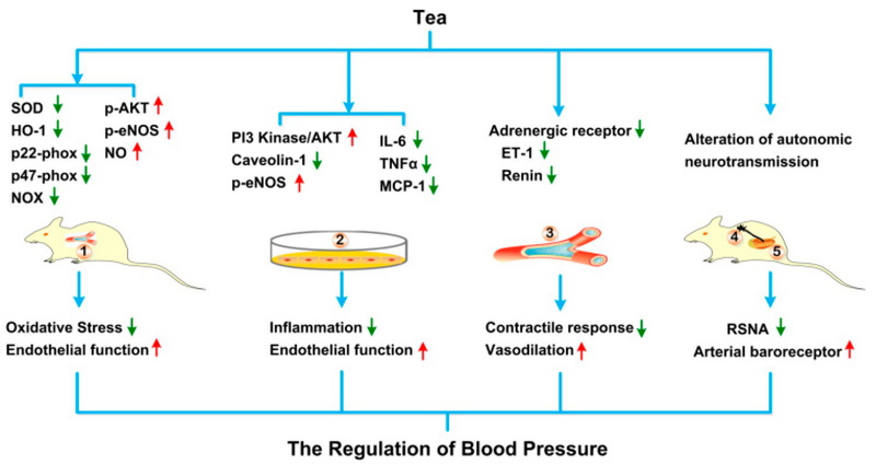 Does Green Tea Extract Increase Blood Pressure Does Green Tea Extract Increase Blood Pressure