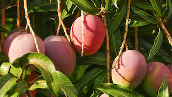 Top 10 Mango Leaf Extract Manufacturers in USA