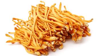 Properties and Uses of Cordyceps Extract