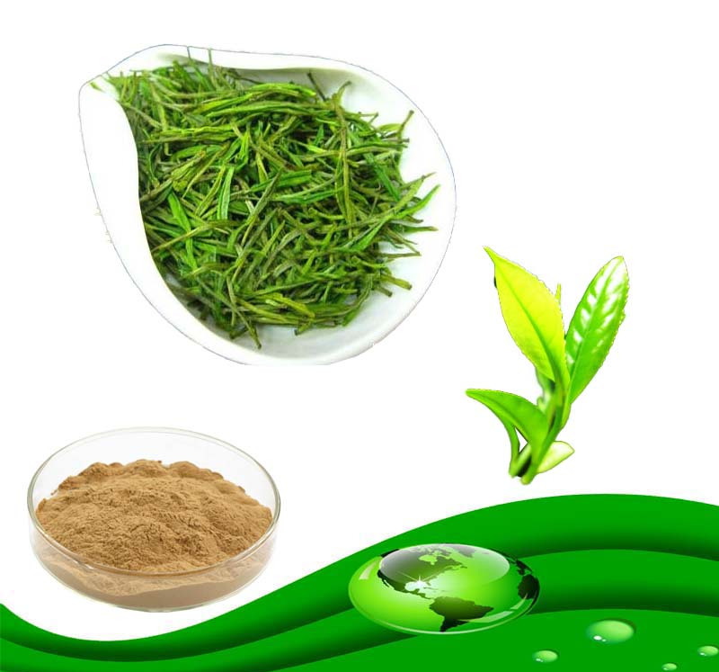 Green Tea Extract336 Green Tea Extract336