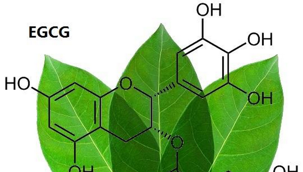What Is EGCG Green Tea Extract?