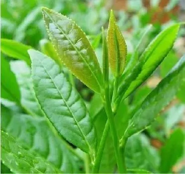 Green Tea Extract 4 Green Tea Extract 4