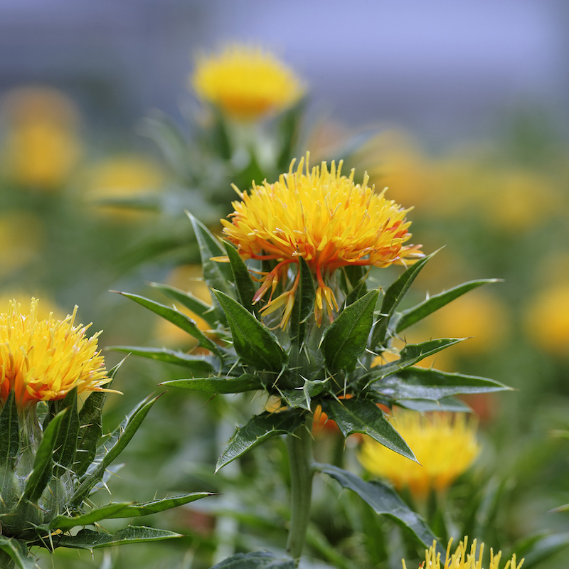 Safflower Extract image