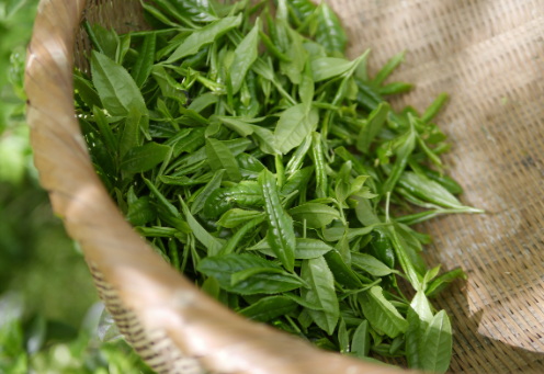 Is Green Tea Extract Gras Is Green Tea Extract Gras