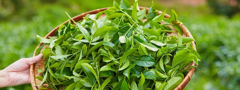 How Does Green Tea L-Theanine 60% Enhance Cognitive Function How Does Green Tea L-Theanine 60% Enhance Cognitive Function