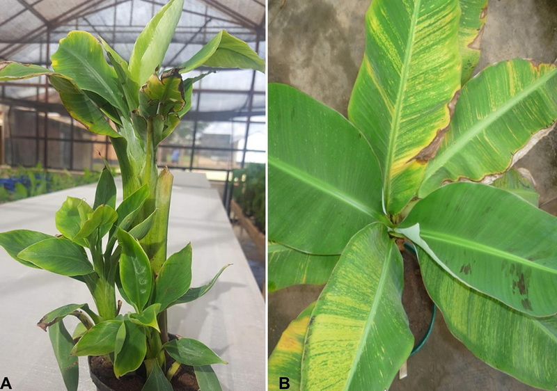 Why Is the CAS Number for Banaba Leaf Extract Important?