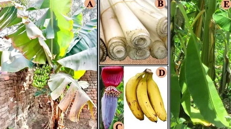 Can Banaba Leaf Extract Interfere with Medications Can Banaba Leaf Extract Interfere with Medications
