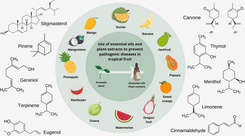 Is Banaba Leaf Extract A Growing Trend in The Dietary Supplement Market Is Banaba Leaf Extract A Growing Trend in The Dietary Supplement Market