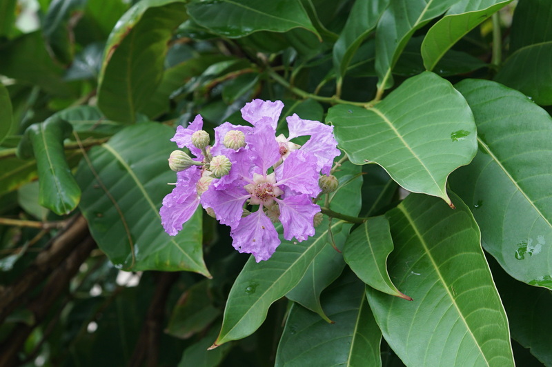 Can Banaba Leaf Extract Be Used in Combination with Other Herbs Can Banaba Leaf Extract Be Used in Combination with Other Herbs