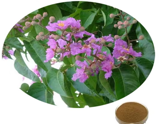 What Is Use of Banaba Leaf Extract What Is Use of Banaba Leaf Extract