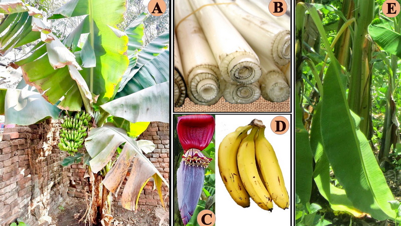 What Are The Benefits Of Wholesale Banaba Leaf Extract