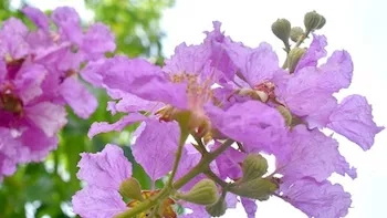 How Can I Partner With A Banaba Leaf Extract Manufacturing Company How Can I Partner With A Banaba Leaf Extract Manufacturing Company