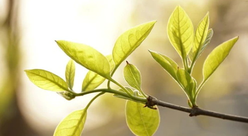 What Is the Best Way to Use China Green Tea Extract for Detox?