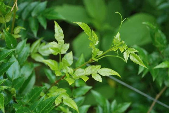 Top Vine Tea Extract Manufacturers and Suppliers in Canada