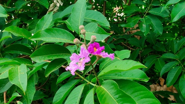 Banaba Leaf Extract Company Banaba Leaf Extract Company