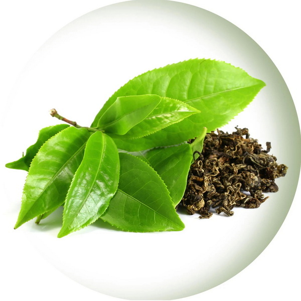 Top Green Tea Extracts Manufacturers in India Top Green Tea Extracts Manufacturers in India