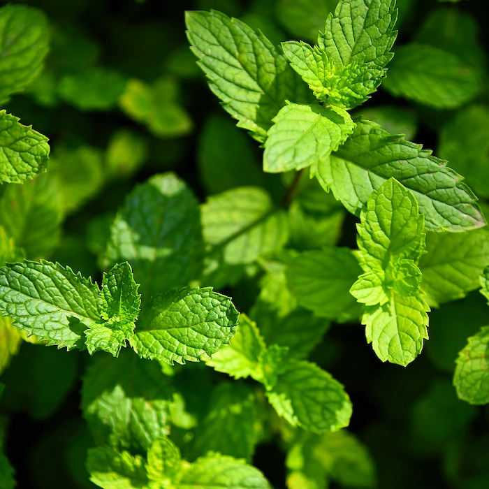 Spearmint Extract image
