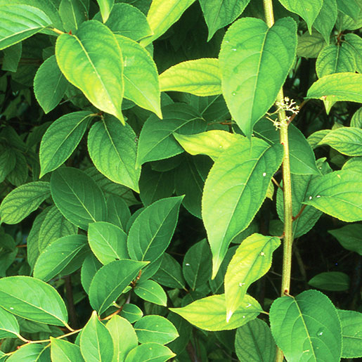 China Vine Tea Extract China Vine Tea Extract