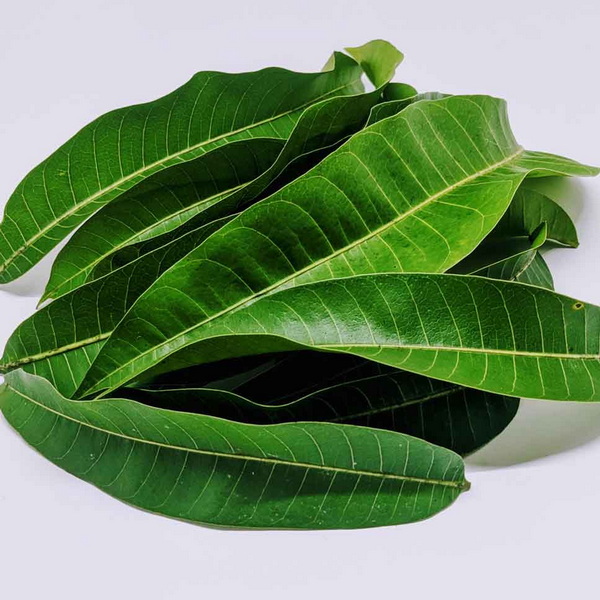 China Mango Leaf Extract China Mango Leaf Extract