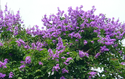 Banaba Extract (Corosolic Acid): Applications and Quality Control for Global B2B Supply