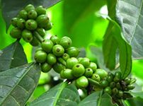 Green Coffee Bean Chlorogenic Acid1 Green Coffee Bean Chlorogenic Acid1