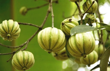 Garcinia Cambogia Extract Garcinia Cambogia Extract