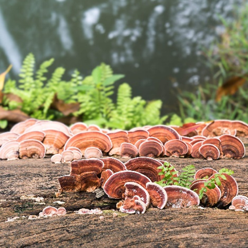 Reishi Mushroom Polysaccharides image