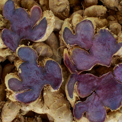 Black Ginger Extract