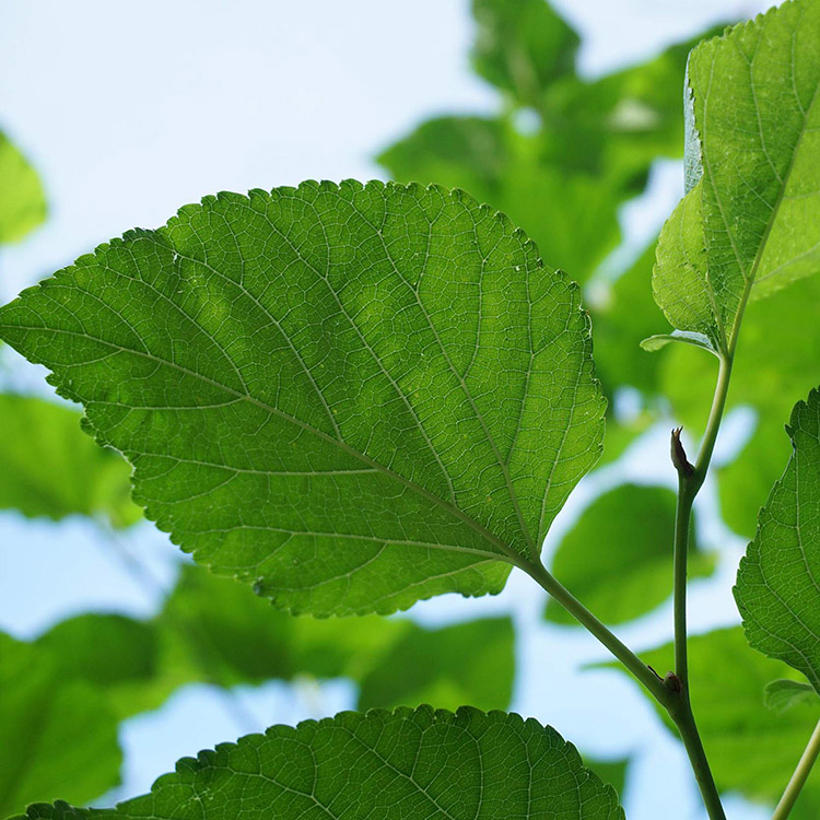 Mulberry Leaf Extract image