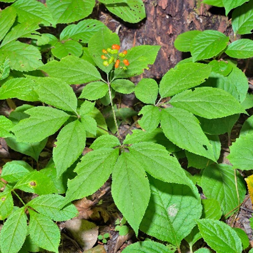 Ginseng Leaf-Stem Extract image