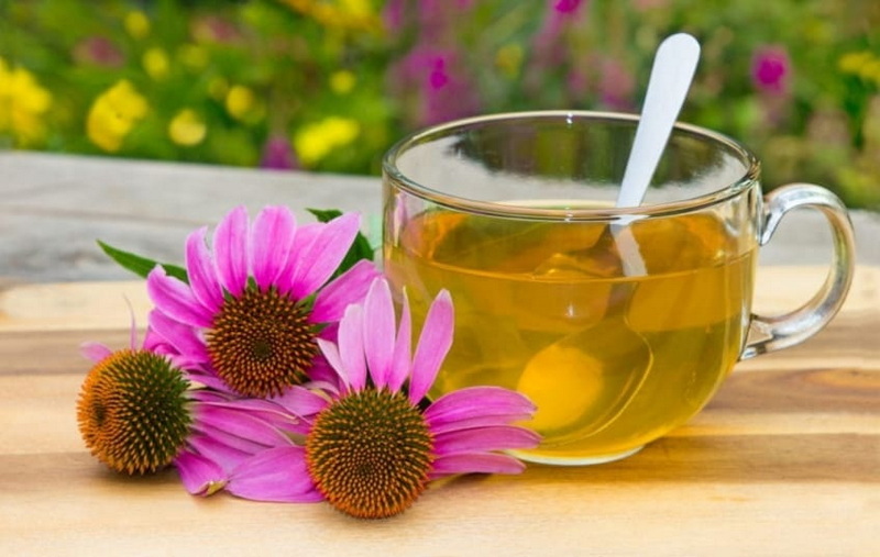 Mix Green Tea Extract And Echinacea Together_1 Mix Green Tea Extract And Echinacea Together_1