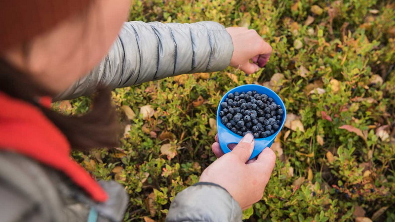 Take Bilberry with Green Tea Extract_2 Take Bilberry with Green Tea Extract_2